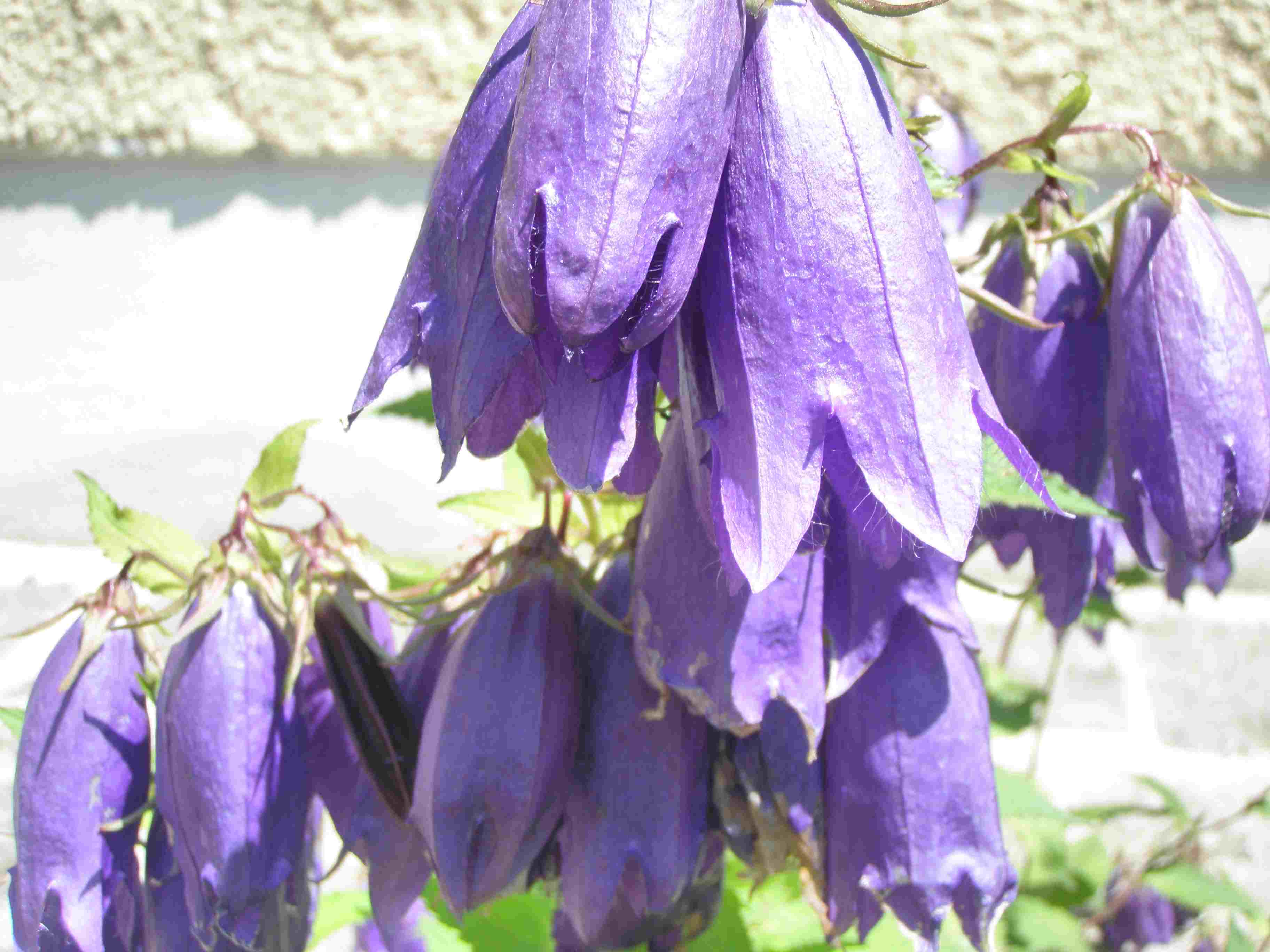 Campanula sarastro.jpg